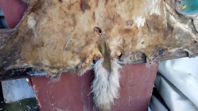 вытяжка шкуры волчьей смотреть онлайн