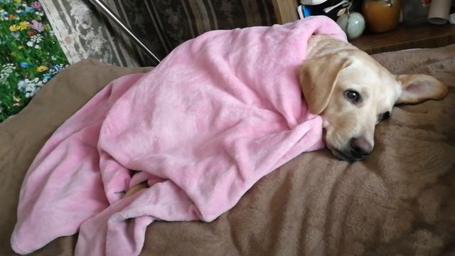 Мёрзнет даже собака. смотреть онлайн