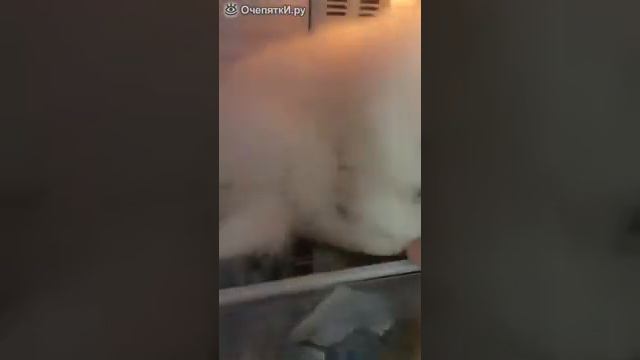 Пёсик уснул в холодильнике