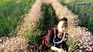 ГИПСОФИЛА выращивание посадка уход вредители болезни подкормка размножение гипсофилы