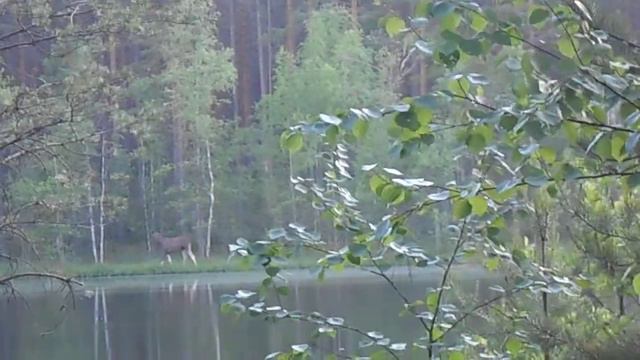 Лось на озере Селигер смотреть онлайн