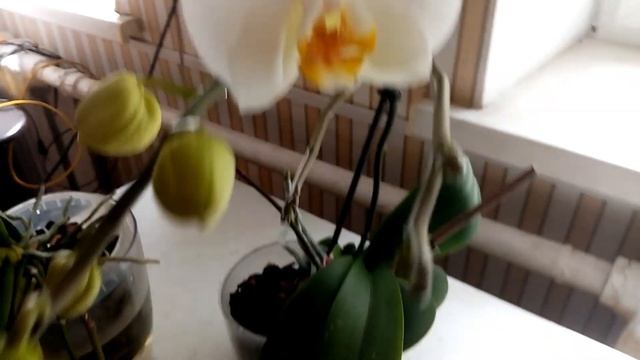 Орхидеи,полив и уход.