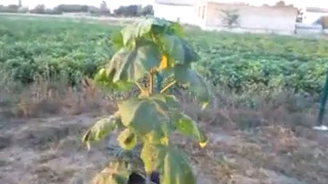 Павловния из черенков 1 год Крым Осень 2022