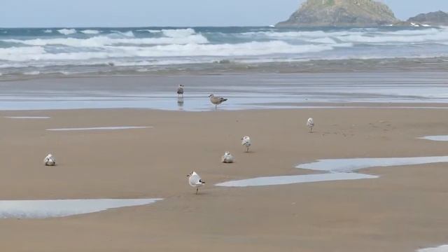 ЗВУКИ моря и чаек смотреть онлайн