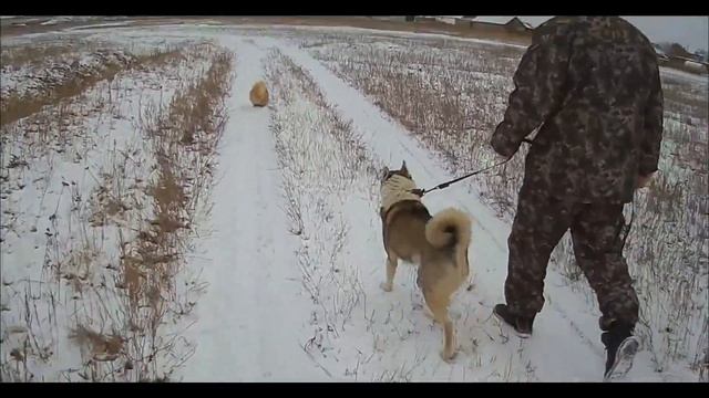 Топлёное молоко в автоклаве, Заливаем полы в свинарнике. смотреть онлайн
