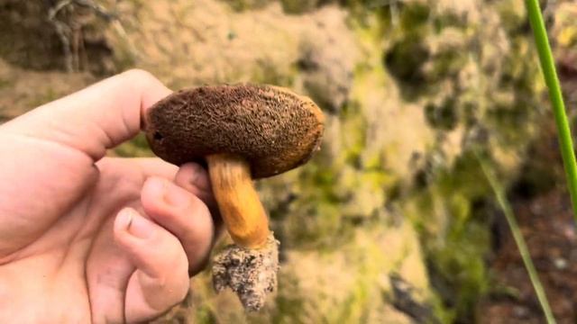 Осенний лес, грибы, ручьи, бобры. Деревня Соболево смотреть онлайн