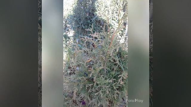 Хвойные.Кедр-"ниваки. "#хвойные #кедр #ниваки смотреть онлайн