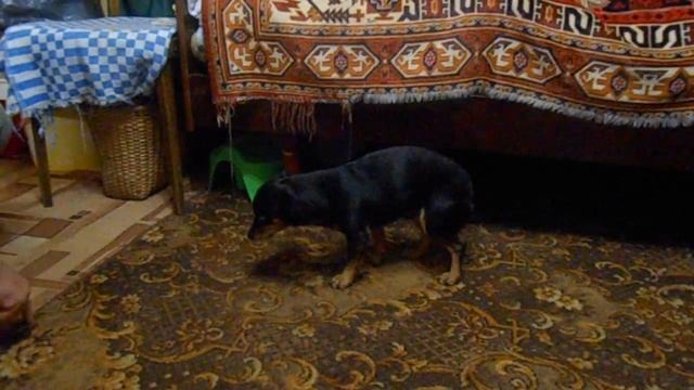 МЫТЬ ЛАПЫ! смотреть онлайн