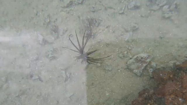 Маленькая Крылаточка в Красном Море. смотреть онлайн