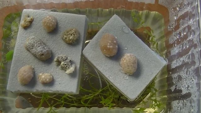 Вылупление ампулярий. Как размножаются ампулярии. Разведение ампулярий.