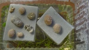 Вылупление ампулярий. Как размножаются ампулярии. Разведение ампулярий.