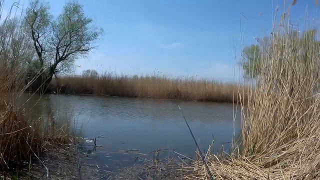 Ловля красноперки на поплавок. Рыбалка в Маяках. Рыбалка в Украине 2022 смотреть онлайн