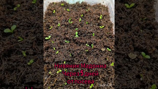 Как изменились посевы за 5 дней! #посевлобелии #посевнивянника #посевгигантскойпетунии смотреть онлайн