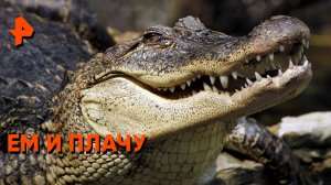 Ем и плачу — Знаете ли вы, что?