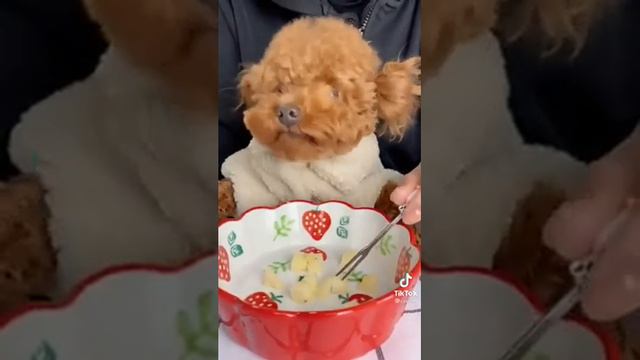 Милота мальтипу смотреть онлайн