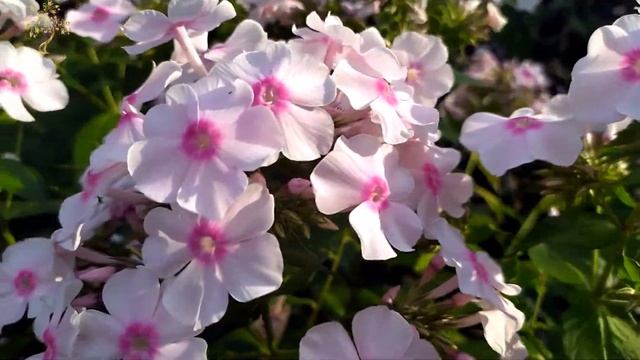 Веранда|сад|Август смотреть онлайн