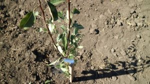 Наш первый фруктовый сад/Октябрь 2020/Запущенный участок преображается.