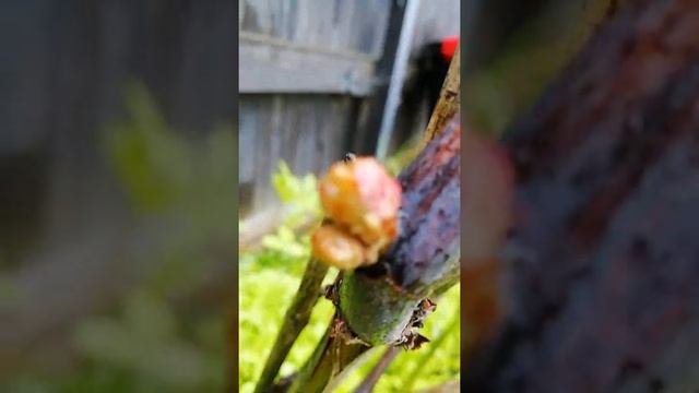 Виноград столовый в Подмосковье прекрасно растёт и созревает смотреть онлайн