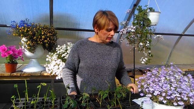 Черенкование роз осенью. Прошло 6 недель смотреть онлайн