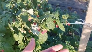 Малина Мапема! Новый улучшенный сорт!