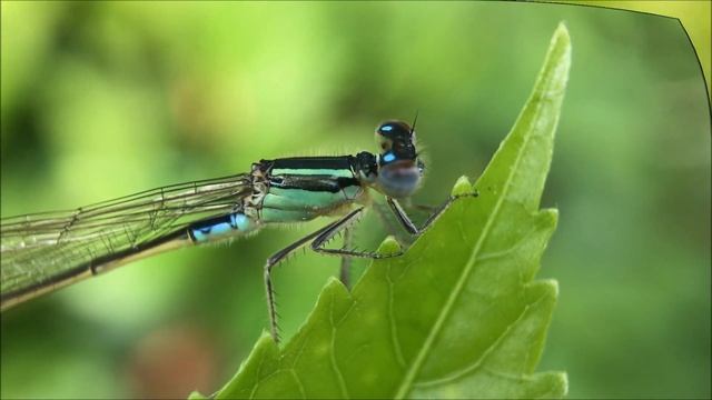 Best Macro Lens for Mobile Macrophotography for iPhone / Samsung Galaxy Android Smartphones смотреть онлайн