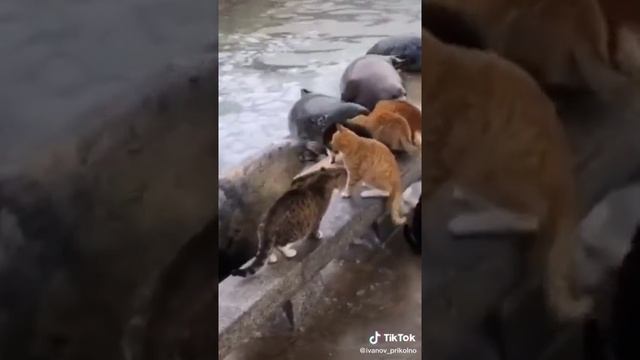 бандиты смотреть онлайн