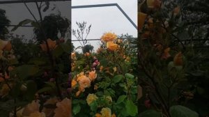 Плетистая роза Мишка