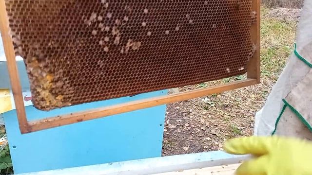 Дачная пасека #46 Осмотр семей в ульях из сэндвич панелей проверка наличия кормов в зиму