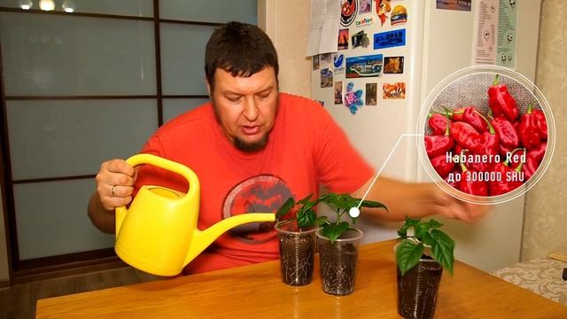 Рассада чили прет вовсю! Отчет по перцам. смотреть онлайн