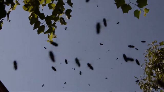 Такие знакомые и неизвестные полосатые труженики смотреть онлайн