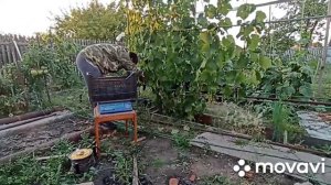 Виноград памяти Домбковской. ЧБЗ. Урожайность четырёхлетнего растения