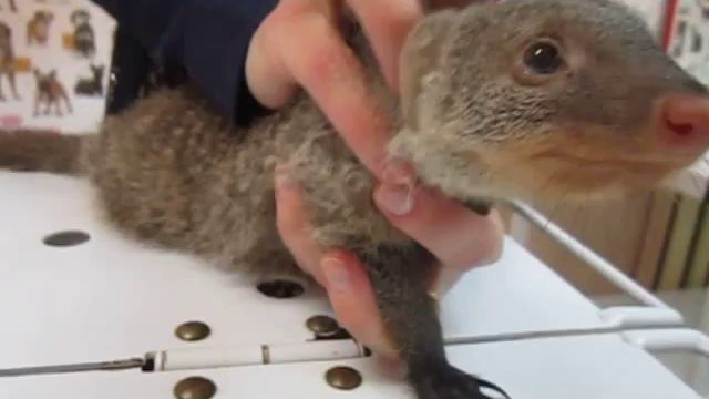 Banded Mongoose. Mongoose Striped - Mungo. мангуст мунго.African Animal In Western Siberia