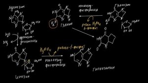 Лекция 13.  Часть 1.  Катаболизм нуклеотидов и нуклеопротеидов