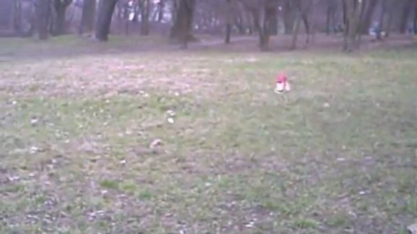 Фрисби Йорки