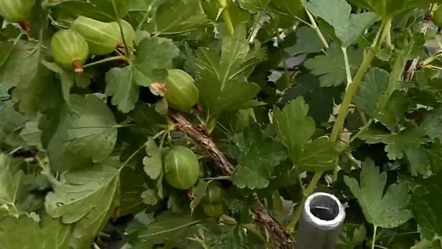 Урожай 2018 Крыжовник ч 3. Поздние сорта. смотреть онлайн