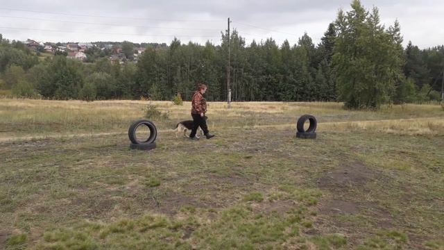 Инфинити (Питомник: