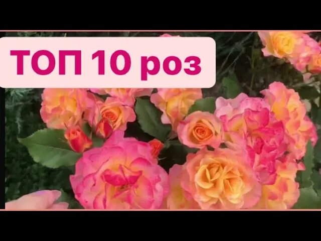 Десятка роз для парадной зоны ?.mp4 смотреть онлайн