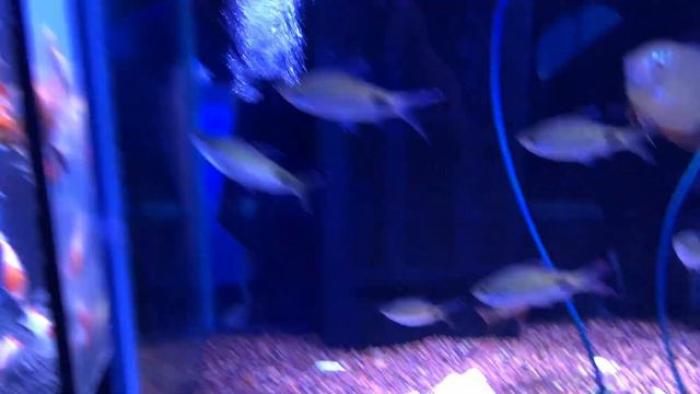 Gerber’s Tropical Fish Tour - Part 1 смотреть онлайн