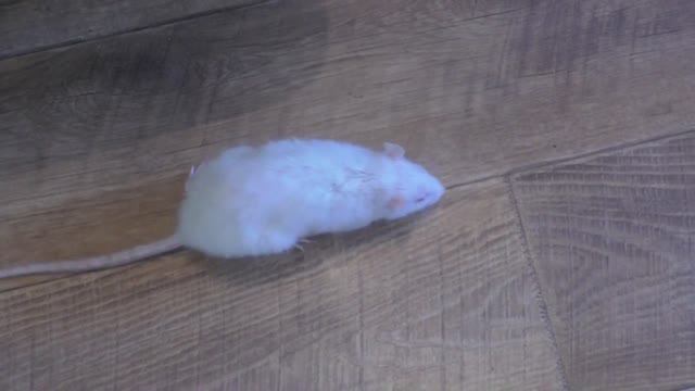 Жизнь на Планете Земля в Цвете