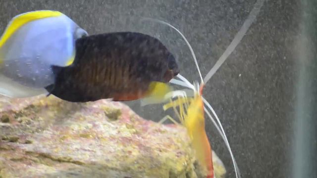 Cleaner Shrimp Cleaning смотреть онлайн