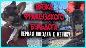 ВЯЗКА  ФРАНЦУЗСКОГО БУЛЬДОГА.