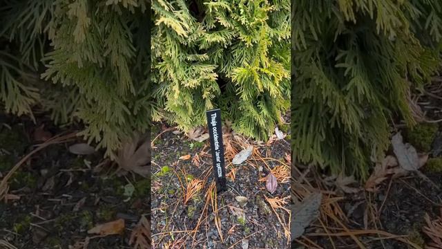 Thuja occidentalis 'Jantar' PP#22296 Golden Emerald Arborvitae #winterplants #trees #shrubs #hedges смотреть онлайн