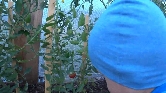 Плов на мангале🍚/ Теплица радует😀 первый красный помидор🍅