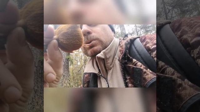 Прогулка к болоту - Соболевский Мох.(По Грибы) смотреть онлайн