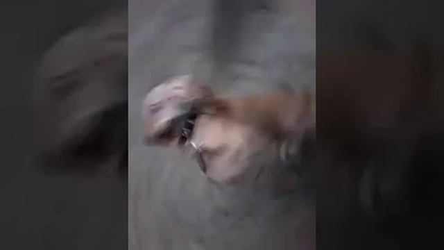 Бой собак смотреть онлайн