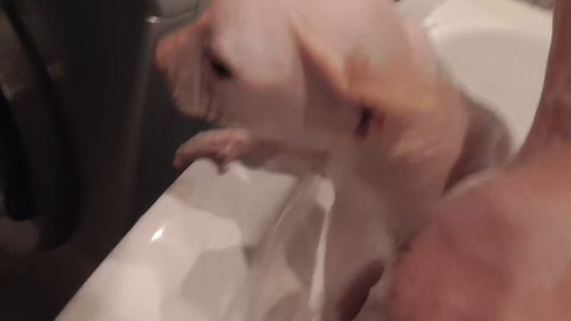 Сфинкс в душе. Лысый кот не любит душ. The cat in the shower. смотреть онлайн