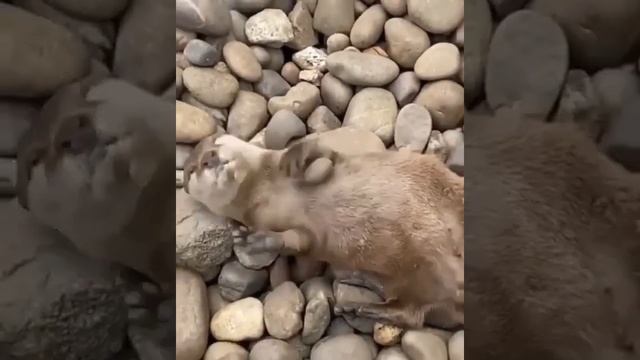 Выдрочка играет камушком смотреть онлайн