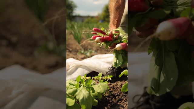Что ещё не поздно посадить в июле смотреть онлайн