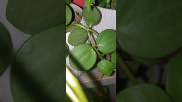 PEPEROMIA HOPE ☘❤☘ / Vlog #746