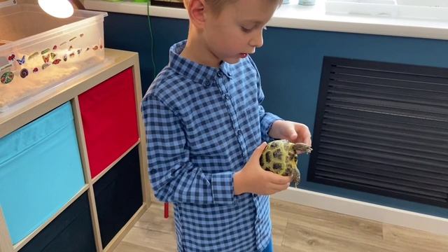 Сухопутная черепаха как узнать пол смотреть онлайн